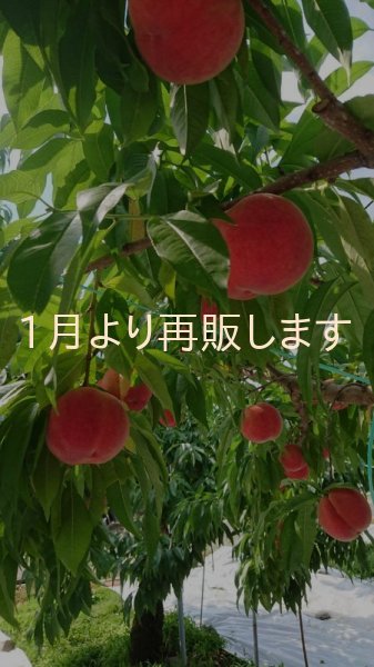 画像5: nもも「あかつき」のジュースとコンポート セット (5)
