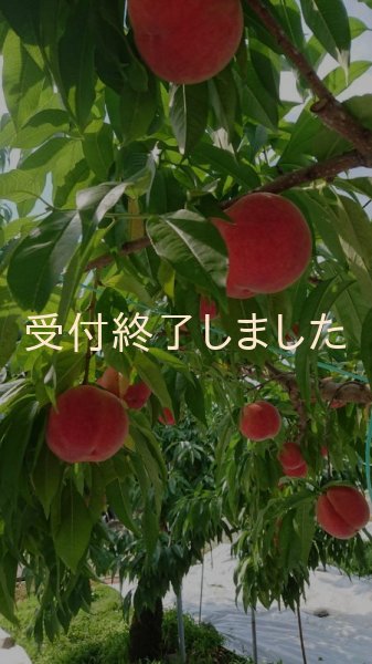 画像3: nもも「あかつき」リンゴ「シナノリップ」ジュース2本セット (3)