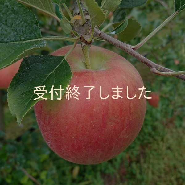 画像3: りんごジュース「シナノスイート」 3本 (3)