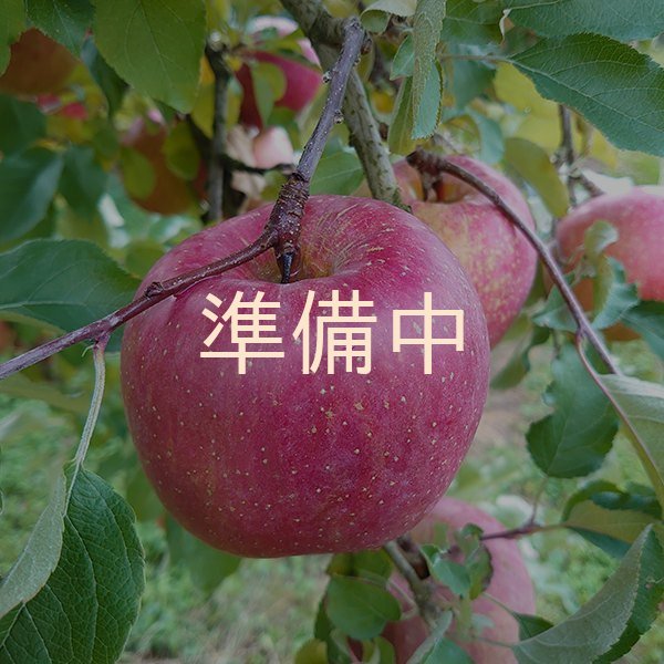 画像3: りんごジュース「サンふじ」 4本  (3)