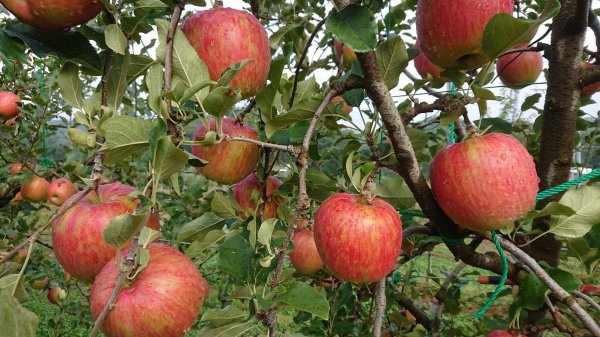 画像3: スマートフレッシュで今でもパリパリ！シナノスイート自家用１０キロ箱サイズ　 【送料別・4月よりクール代別途】 (3)