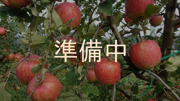 画像3: スマートフレッシュで今でもパリパリ！シナノスイート自家用５キロ箱サイズ　 【送料別・4月よりクール代別途】 (3)
