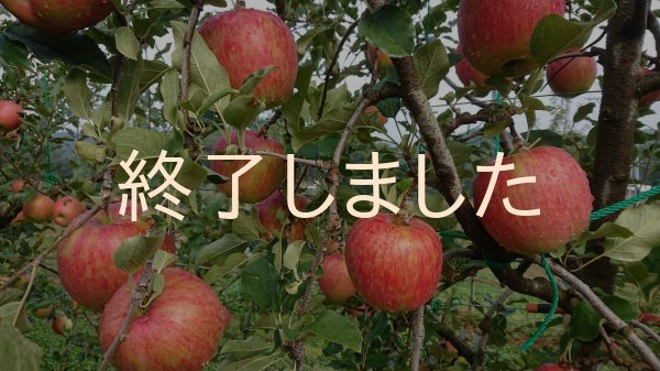 画像3: シナノスイート贈答3キロ箱 サイズ 【送料別】 (3)