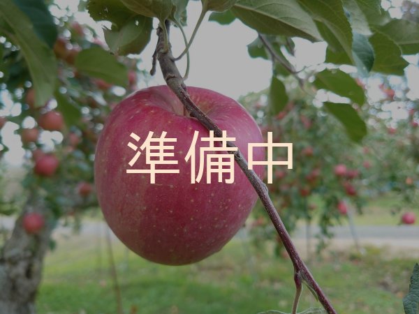 画像3: サンふじ贈答5キロ箱サイズ  【送料別】 (3)