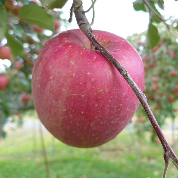 画像5: 桃「あかつき」リンゴ「サンふじ」ジュース2本セット (5)