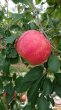 画像5: n【ギフト】もも「あかつき」リンゴ「シナノリップ」ジュース2本セット (5)