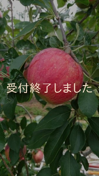 画像5: nもも「あかつき」リンゴ「シナノリップ」ジュース2本セット (5)