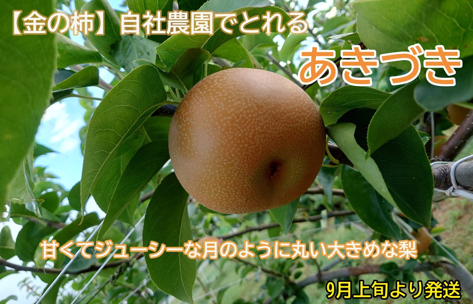 ご注文受付中