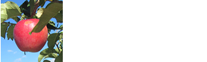 りんご販売